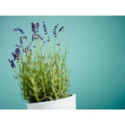 A.S. Creation Meistervlies | 246011 | Papier Peint à Motif Ondulé | 0.53 M X 10.05 M | Blanc -A.S. Creation Soldes 246011 3