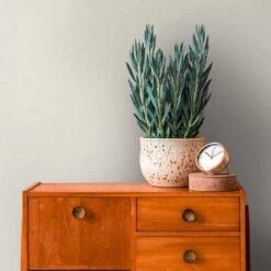 A.S. Creation Papier Peint Moderne Blanc - Papier Peint Intissé De Couleur Unie Pour Le Salon -A.S. Creation Soldes as creation tapete casual living 393396 ambiente6