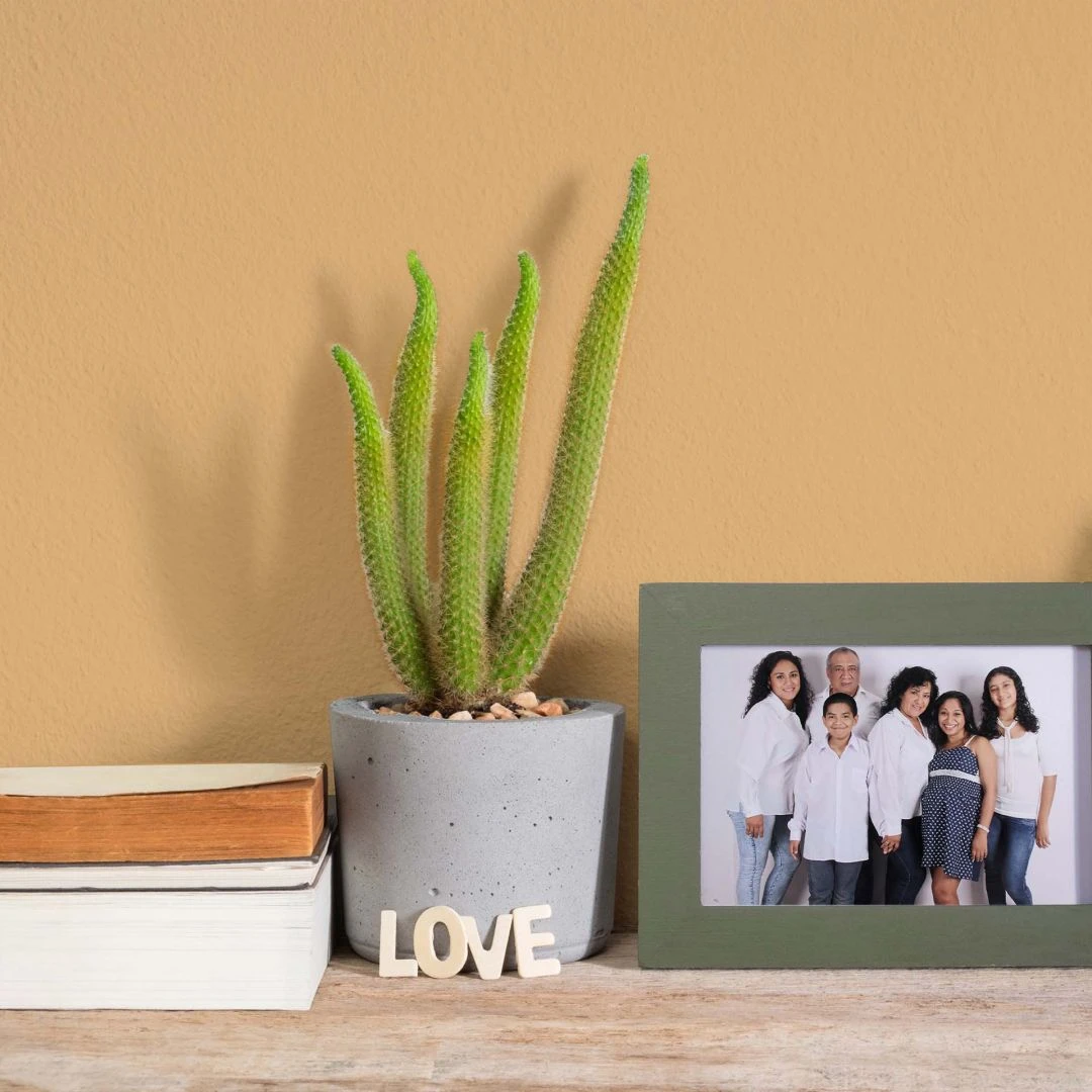 A.S. Creation Peinture Murale Orange Satiné Mat - THE COLOR KITCHEN Happy Honey 3 A.S. Creation Peinture Murale Orange Satiné Mat - THE COLOR KITCHEN Happy Honey – Image 3